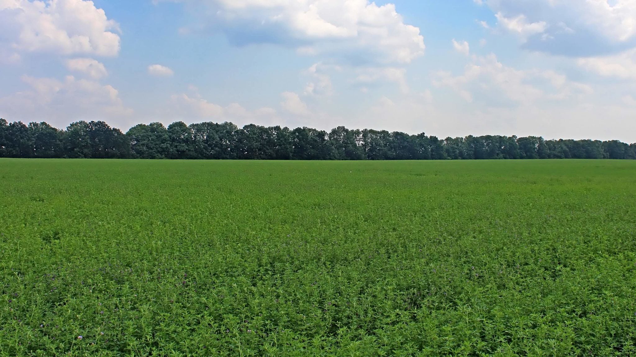 green lucerne field under blue sky