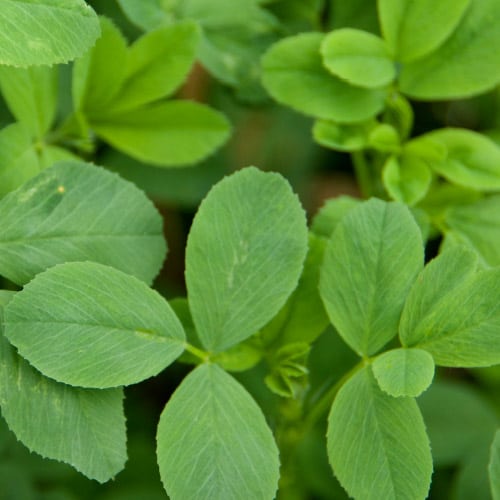 alfalfa plants