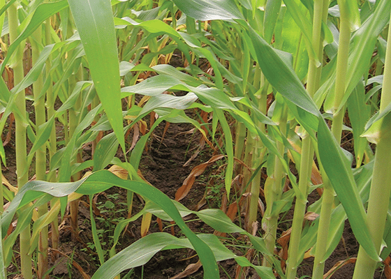 Nitrogen Deficiency in Corn