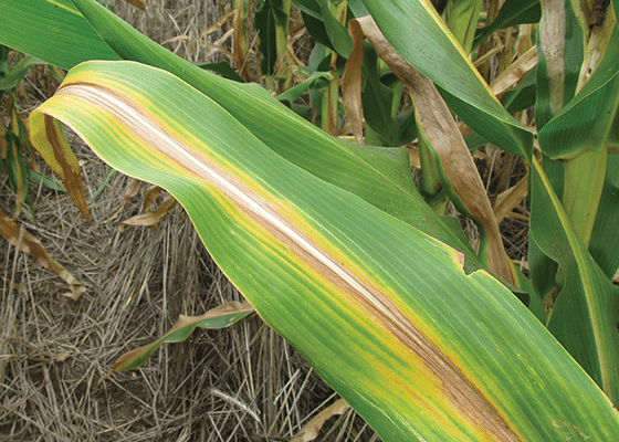 Nitrogen Deficiency in Corn. 