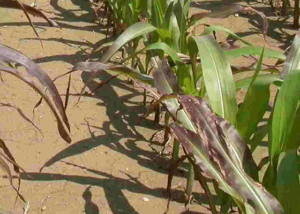 phosphorus deficiency in corn