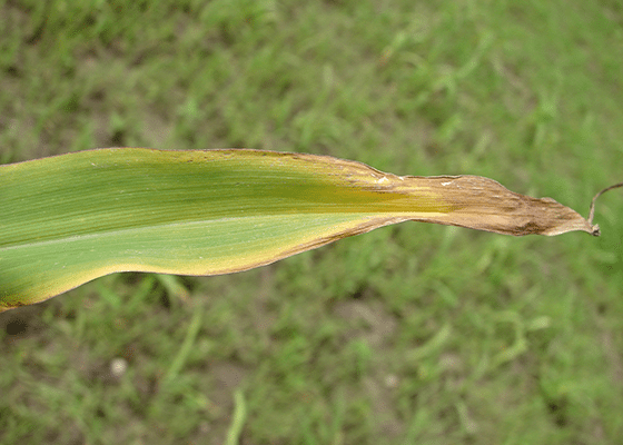 Potassium Deficiency in Corn