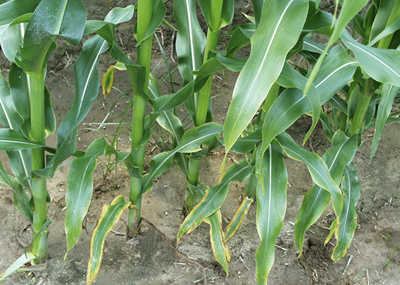 potassium deficiency in corn