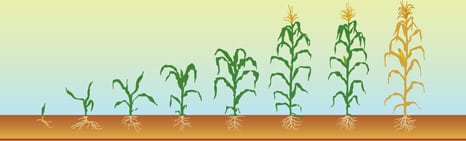 Wheat Growth Chart