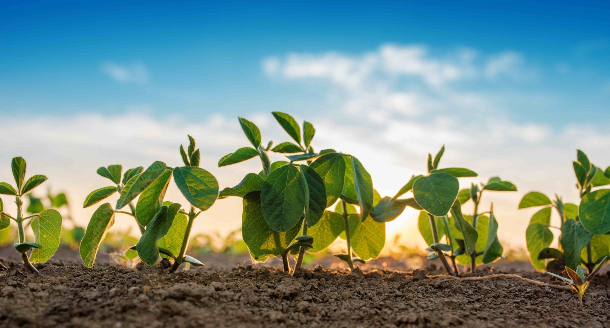 Small soybean plants growing