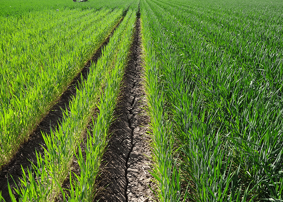 Nitrogen Deficiency in Cereal Grains