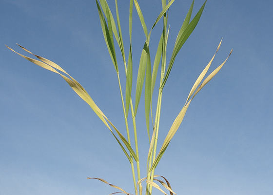 nitrogen deficiency in cereal grains
