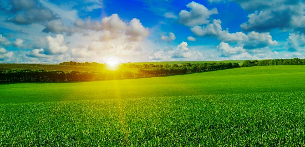 green field with sun in distance