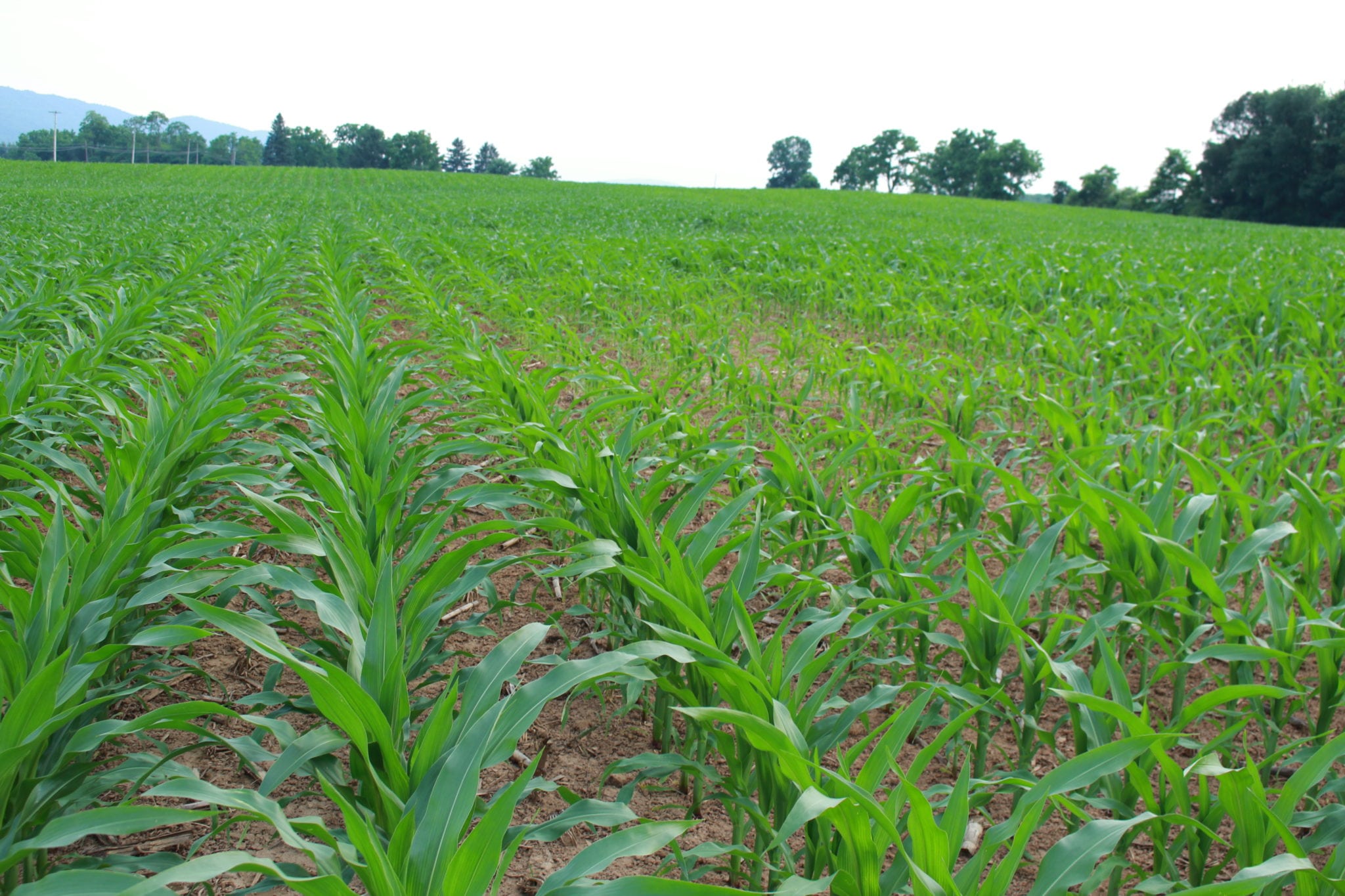 field of corn growing