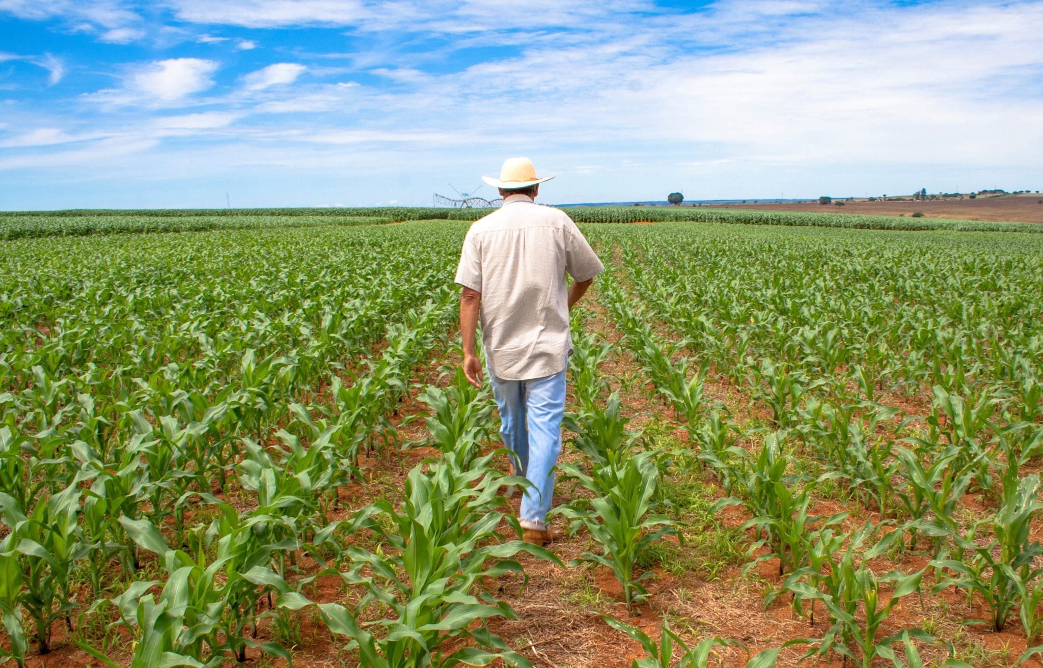 farmer in corn field