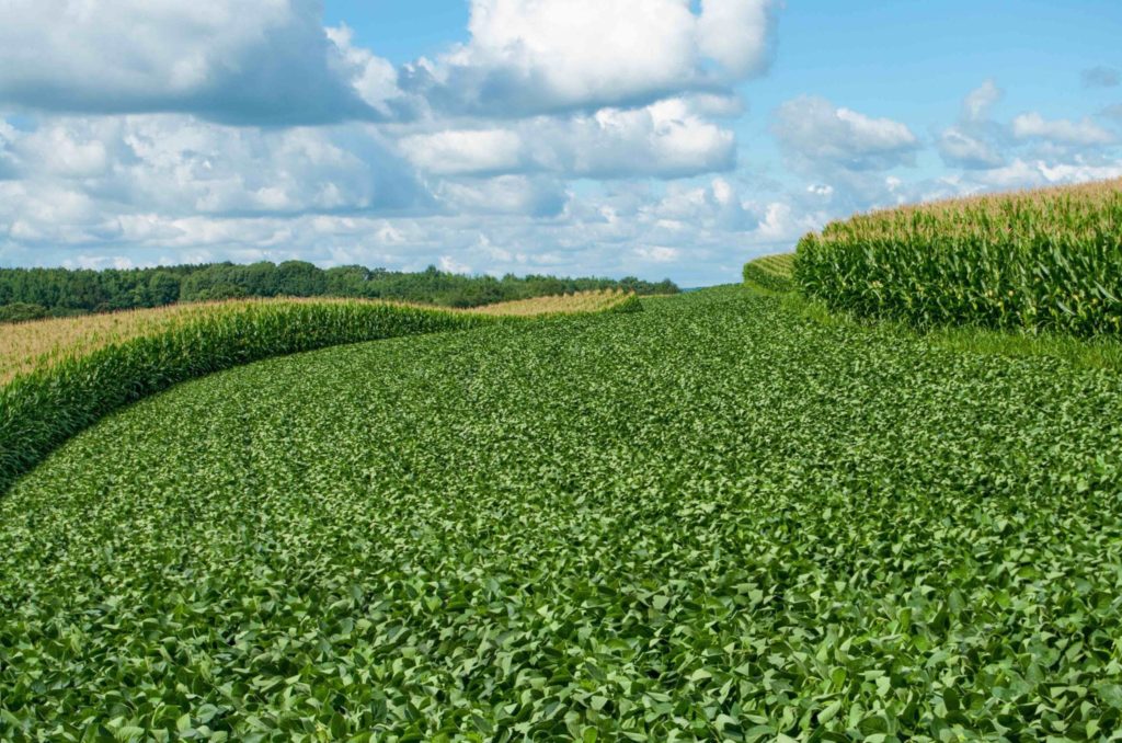 soybean and corn crops