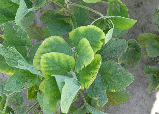 potassium deficiency in soybeans