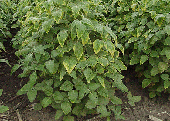 potassium deficiency in soybeans