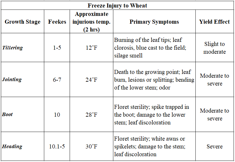 chart of freeze injury to wheat during each growth stage