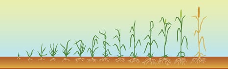 Wheat Growth Stages Chart