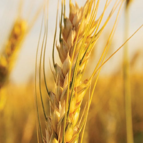 wheat plant