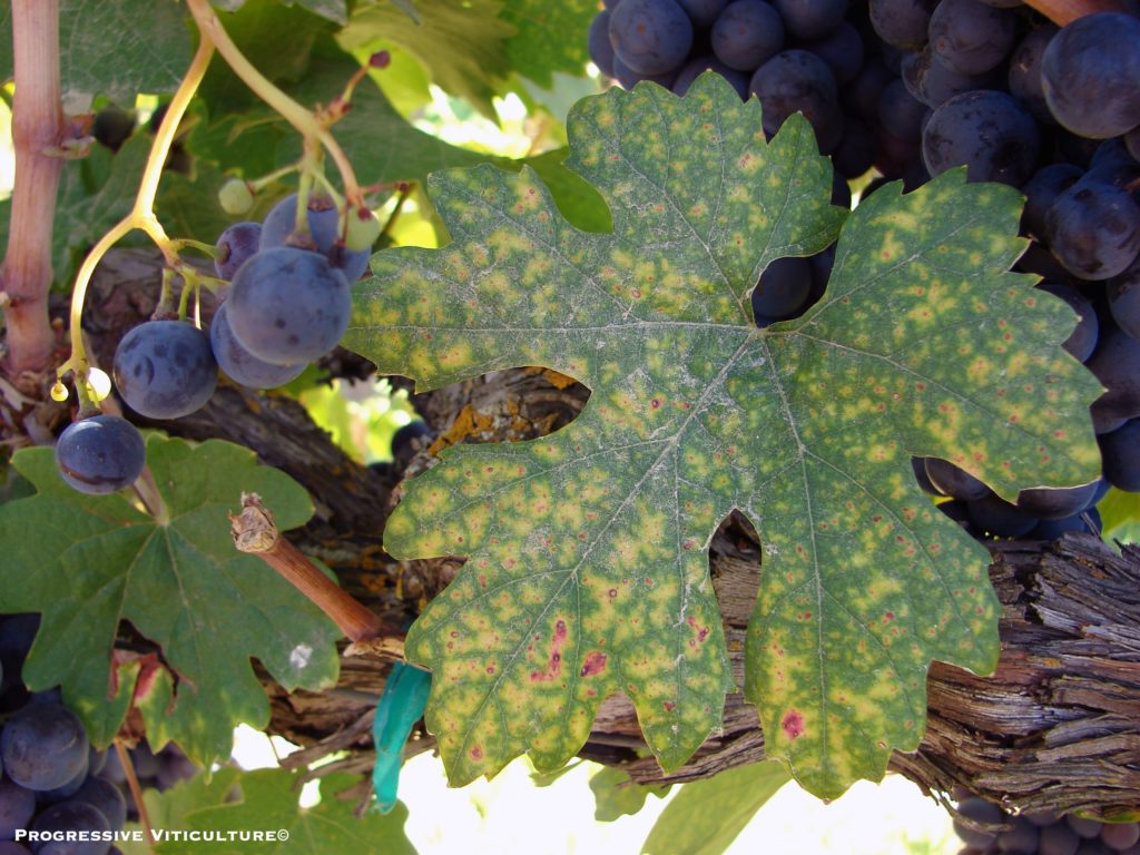 Zinc Deficiency in Grapes