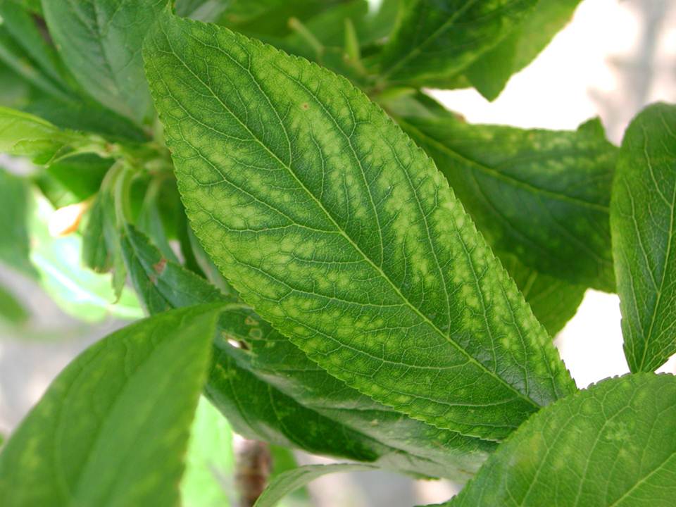 Boron Deficiency in Berry Crops. 