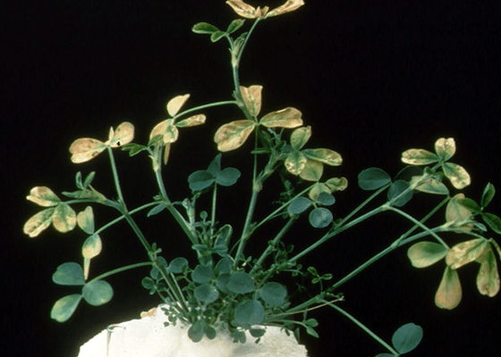 Alfalfa Boron Deficiency Image