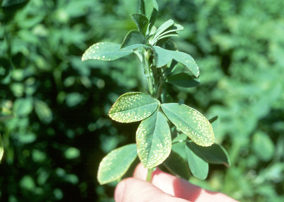 potassium deficiency in alfalfa