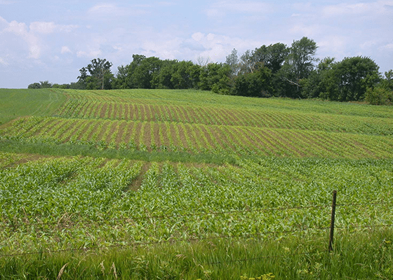 Corn Sulfur Deficiency Image