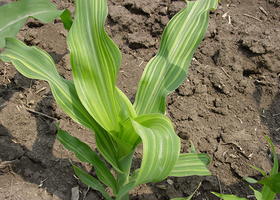 Corn Deficiency Zinc. 