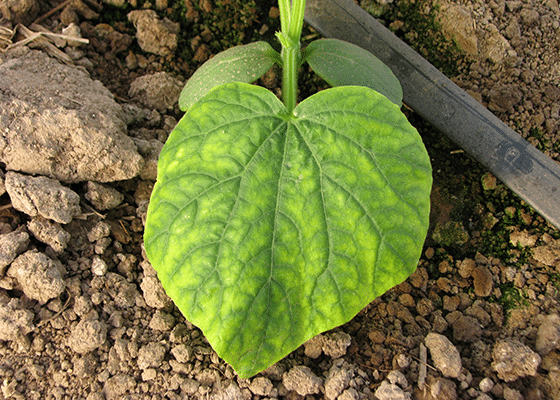 Magnesium Deficiency in Cucurbits. 