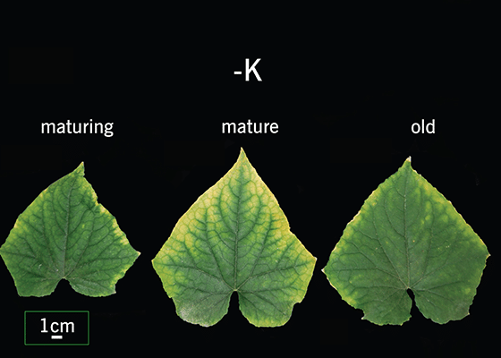 potassium deficiency in cucurbits