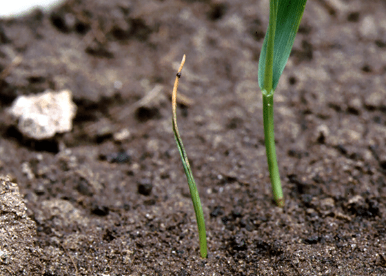 Cereal Grains Boron Deficiency. 