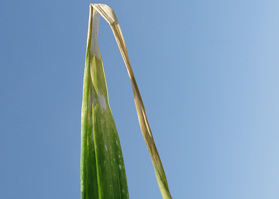 Copper Deficiency in Cereal Grains. 