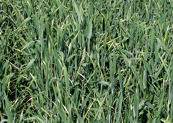 Copper Deficiency in Cereal Grains. 