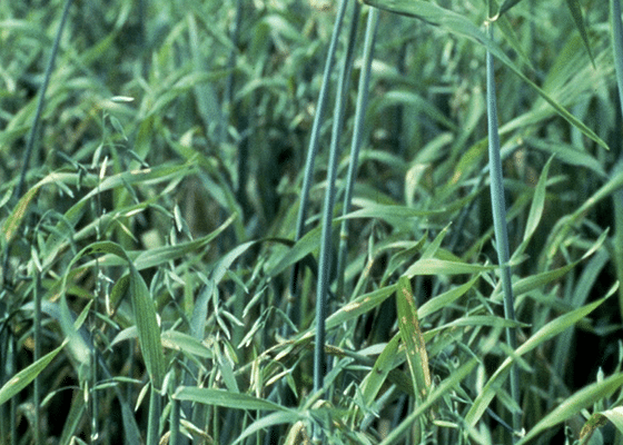 Manganese Deficiency in Cereal Grains. 