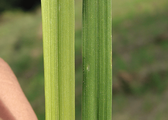 Cereal Grains Sulfur Deficiency. 