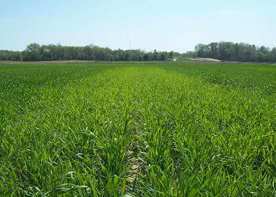 Cereal Grains Sulfur Deficiency. 