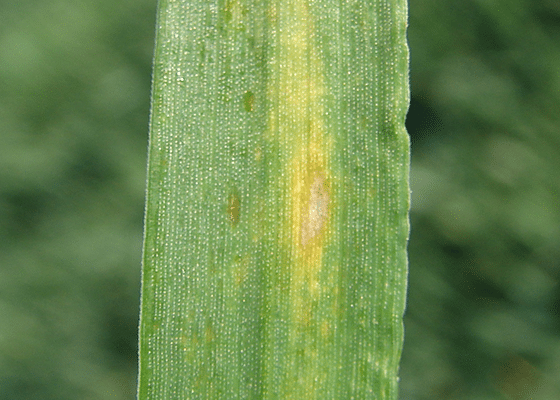 Cereal Grains Zinc Deficiency. 