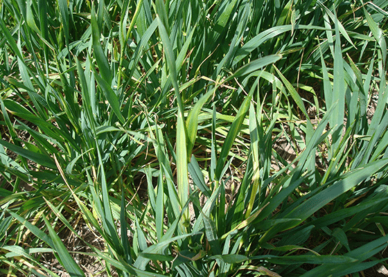 Grains Zinc Deficiency. 