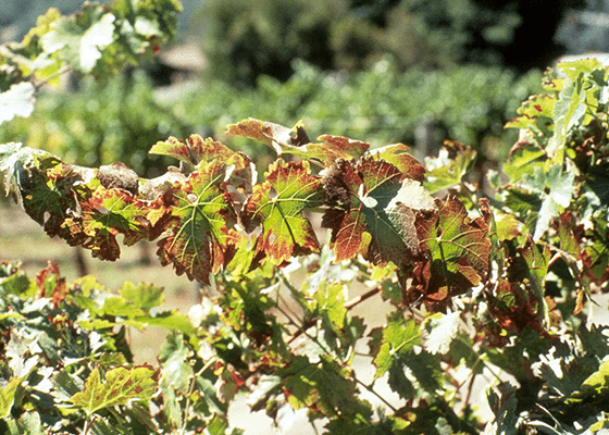potassium deficiency in grapes
