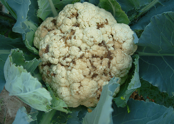 Boron Deficiency in Leafy Vegetables.