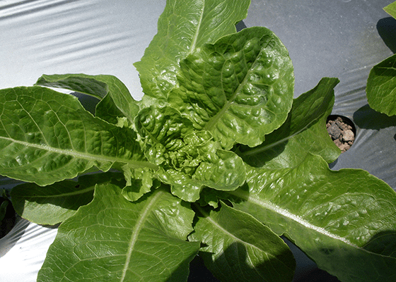 calcium deficiency in leafy vegetables
