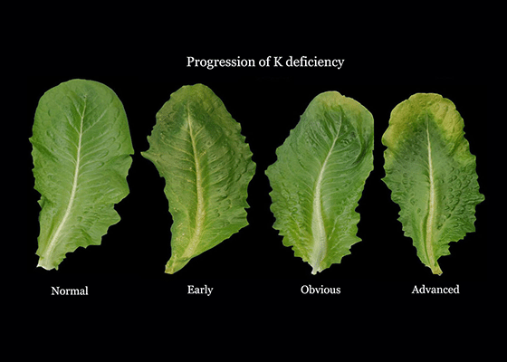 potassium deficiency in leafy vegetables