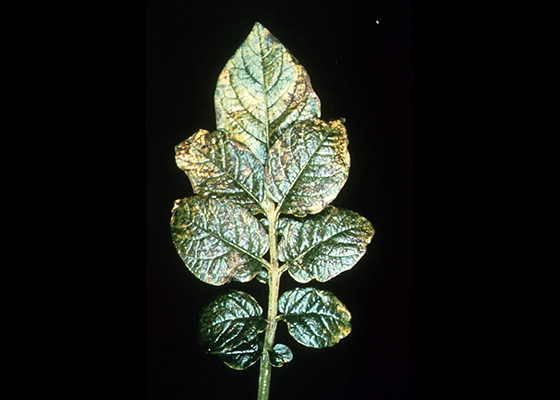 Potassium Deficient leaves. 