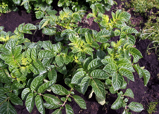 Symptoms of Sulfur Deficiency in Potatoes