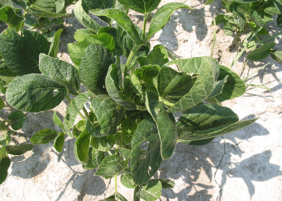 Soybeans Boron Deficiency. 