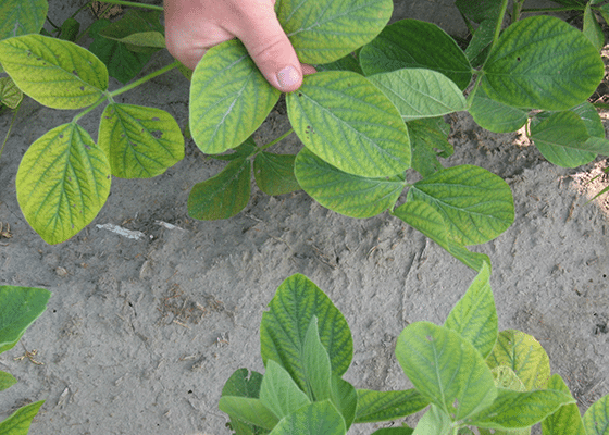 Soybean Manganese Deficiency Image