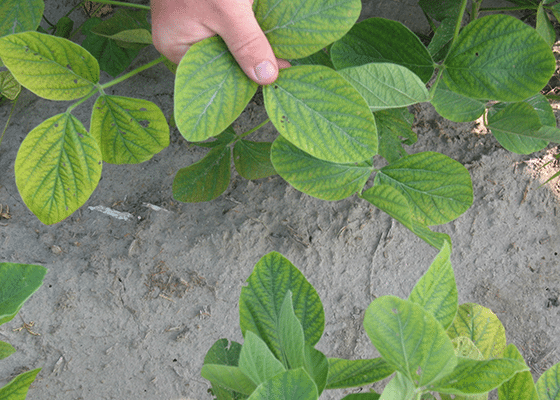 Soybean Manganese Deficiency. 