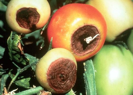 calcium deficiency in tomatoes