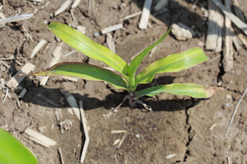 Magnesium deficient corn stalk. 