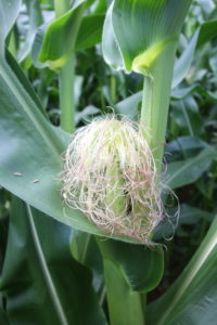 Corn.
