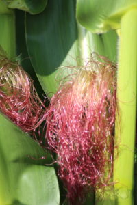 Corn.