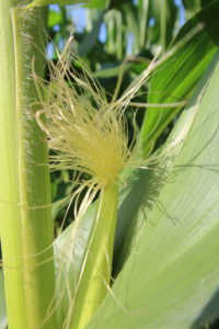 Corn.